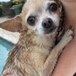 Chihuahua cade in piscina, il proprietario si tuffa e lo salva