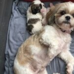 Cagnolina trovata in strada accolta in casa: poche settimane dopo nascono due cuccioli