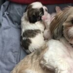 Shih tzu trovata sola per strada partorisce due cuccioli nella casa che l’ha accolta