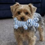 Bella, la Yorkshire salvata da un allevamento illegale che non conosceva l’erba