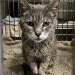 Gatto anziano ignorato per settimane trova casa poco prima della chiusura del rifugio