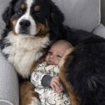 Bruno accoglie il piccolo Léo e diventa il suo primo compagno di vita