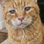 Gatto rosso anziano ignorato al rifugio trova finalmente una nuova casa