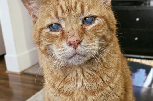 Abbandonato dopo anni in famiglia, il gatto più anziano del rifugio è stato adottato da una donna colpita dal suo sguardo.