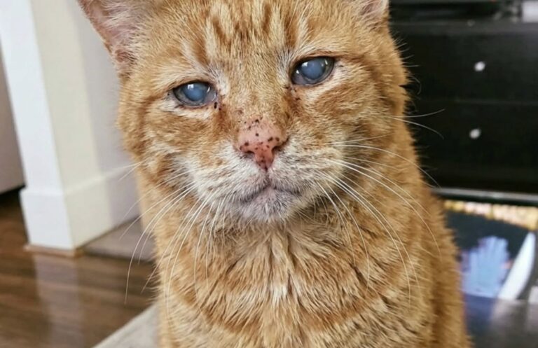 Abbandonato dopo anni in famiglia, il gatto più anziano del rifugio è stato adottato da una donna colpita dal suo sguardo.