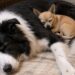 Néo e Pablo adottati insieme dopo tre mesi di attesa in rifugio Il border collie anziano e il piccolo chihuahua erano inseparabili. Una donna ha deciso di portarli entrambi a casa. Era arrivata al rifugio con un’idea precisa: adottare un solo cane, tranquillo e facile da gestire. La casa, diventata più silenziosa dopo la partenza della figlia più piccola per l’università, aveva bisogno di una nuova presenza. Il programma è cambiato davanti al box 12. All’interno c’erano Néo, un border collie bianco e nero dal muso ormai brizzolato, e Pablo, un piccolo chihuahua fulvo rannicchiato contro il suo fianco. I due dormivano vicini, senza mostrare alcun segno di agitazione. La struttura aveva stabilito una regola precisa: sarebbero stati affidati soltanto insieme. Néo e Pablo, due cani diventati inseparabili Le informazioni riportate sulla loro scheda spiegavano il motivo di quella scelta. I due animali erano appartenuti a un uomo di circa sessant’anni, colpito da un ictus e successivamente trasferito in una struttura di lungodegenza. Dopo il ricovero del proprietario, Néo e Pablo erano stati portati al rifugio. Il border collie aveva sempre avuto un atteggiamento protettivo, mentre il chihuahua lo seguiva ovunque e cercava costantemente il contatto con lui. Con il passare del tempo, il legame si era rafforzato fino a renderli dipendenti l’uno dalla presenza dell’altro. Una volontaria lo ha spiegato con poche parole: “Si scelgono. Ogni giorno.” Tre mesi senza trovare una famiglia I due cani erano nel rifugio da tre mesi. Alcuni visitatori si erano mostrati interessati soltanto a Néo, ritenendo Pablo poco adatto alle proprie esigenze. Altri avrebbero voluto il chihuahua, ma non si sentivano sicuri nell’accogliere anche un border collie. La risposta della struttura era rimasta invariata: “Insieme… oppure niente.” La donna è rimasta davanti al box più a lungo del previsto. Néo ha aperto un occhio, l’ha osservata per qualche secondo e poi è tornato a dormire. Pablo, invece, non si è mai allontanato dal suo fianco. Quando la visitatrice ha chiesto cosa sarebbe accaduto se nessuno avesse deciso di adottarli entrambi, la volontaria non ha risposto. Poco dopo sono stati compilati i documenti per il doppio affidamento. La nuova vita nella stessa casa Da cinque mesi, Néo e Pablo vivono insieme alla loro nuova proprietaria. Per aiutare il border collie, ormai anziano, la donna ha costruito una rampa che gli consente di salire in automobile senza sforzarsi. In casa dispone di un grande cuscino sistemato nel salotto. Pablo continua a dormire accanto a lui e, spesso, direttamente sopra il suo corpo. Il trasferimento non ha modificato le abitudini costruite negli anni. Quando la figlia più piccola è tornata a casa per il Ringraziamento, ha trascorso diverse ore seduta sul pavimento con i due animali. Poi ha detto alla madre: “Mamma… sono i cani più belli che tu abbia mai avuto.” La donna ha risposto: “Lo so.” Solo allora le ha raccontato che, quel giorno al rifugio, era arrivata con l’intenzione di tornare a casa con un solo cane.