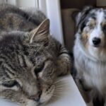 Milo smette di mangiare, Hector rinuncia al gioco per restargli accanto