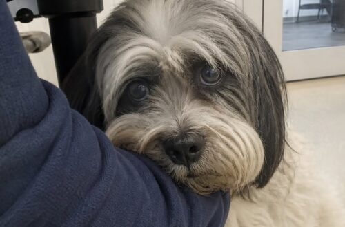 Il Bichon havanais, adottato sette mesi prima, è stato riportato indietro per comportamenti legati all’attaccamento e alla separazione.
