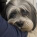 Il Bichon havanais, adottato sette mesi prima, è stato riportato indietro per comportamenti legati all’attaccamento e alla separazione.