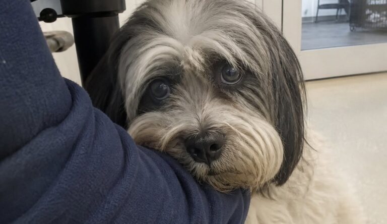 Il Bichon havanais, adottato sette mesi prima, è stato riportato indietro per comportamenti legati all’attaccamento e alla separazione.