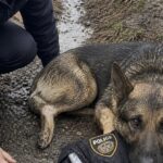 La chiamata alla Polizia per abbattere un cane si trasforma nel salvataggio di un cane che sembrava aggressivo ma era ferito