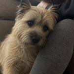 Perde la sorella gemella, il Cairn Terrier appena adottato non la lascia più sola