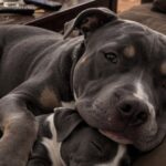 Il Pitbull sordo stava per essere soppresso, poi una richiesta cambia il suo destino