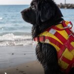 Addio a Bonnie, il cane bagnino che ha protetto tante vite