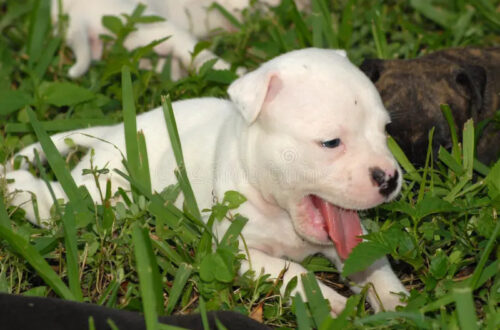 Il piccolo pitbull bianco era solo e infreddolito. Dopo la visita veterinaria, ha trovato riparo e cure in una nuova casa. Lo ha visto nel parcheggio del luogo di lavoro, piccolo, solo e senza un riparo. Attorno a quel cucciolo di pitbull bianco c’era già una decisione che nessuno sembrava disposto a mettere in discussione: se non fosse stato portato via in fretta, qualcuno lo avrebbe “fatto sparire”. A quel punto, una dipendente ha scelto di intervenire. Non aveva programmato di accogliere un altro animale e non sapeva ancora quali fossero le condizioni del cucciolo, ma lasciarlo lì non era un’opzione. Lo ha preso con sé, lo ha avvolto per proteggerlo dal freddo e lo ha portato a casa, dove ha preparato un primo rifugio semplice ma sicuro all’interno di una scatola di cartone. Il piccolo ha ricevuto subito calore, cibo e un angolo tranquillo nel quale riposare. Poco dopo è arrivato anche un primo bagno improvvisato nel lavandino, necessario per pulirlo dopo il tempo trascorso all’aperto. Il cucciolo trovato nel parcheggio e la visita dal veterinario La visita veterinaria ha confermato che si trattava di un esemplare molto giovane. Le sue condizioni raccontavano un periodo difficile trascorso senza protezione, ma non sono emersi problemi impossibili da affrontare con cure adeguate, attenzione e tempo. Il veterinario ha spiegato che il cucciolo aveva bisogno soprattutto di recuperare energie e stabilità. Dopo giorni, forse settimane, passati in condizioni precarie, il primo obiettivo era offrirgli un ambiente nel quale non dovesse più difendersi dal freddo, dalla fame o dalla paura. La donna ha quindi scelto di non accelerare nessun passaggio. In casa erano già presenti altri animali e il nuovo arrivato è stato sistemato in uno spazio separato, così da consentirgli di ambientarsi senza pressioni. Gli incontri avverranno gradualmente, rispettando i segnali di tutti gli animali coinvolti. Per il momento, la priorità resta quella di permettere al cucciolo di dormire, mangiare e iniziare a fidarsi delle persone. Un angolo tranquillo per ricominciare Nonostante ciò che ha vissuto, il piccolo pitbull ha mostrato fin dall’inizio un comportamento pacato. È curioso, osserva ciò che accade intorno a lui e cerca il contatto senza invadenza. Non appare aggressivo né particolarmente agitato. La sua dolcezza ha colpito immediatamente chi lo ha accolto. Nei momenti di riposo si rannicchia nel suo angolo e si addormenta profondamente, come se avesse finalmente compreso di non essere più in pericolo. Quel sonno tranquillo rappresenta il cambiamento più evidente rispetto alle ore trascorse nel parcheggio. Prima c’erano rumori, freddo e incertezza. Adesso ci sono una coperta, uno spazio protetto e una persona pronta a prendersi cura di lui. Il percorso non è ancora concluso. Saranno necessari controlli, pazienza e un inserimento responsabile con gli altri animali della casa. Ogni fase dovrà essere affrontata senza fretta, per evitare stress e costruire una convivenza equilibrata. Dalla minaccia di essere allontanato a una nuova possibilità La frase pronunciata sul posto di lavoro aveva lasciato poco spazio al tempo: se nessuno fosse intervenuto, il cucciolo sarebbe stato rimosso in modo definitivo. La scelta della dipendente ha cambiato in poche ore il destino dell’animale. Quella scatola di cartone preparata in casa non è una sistemazione definitiva, ma è diventata il primo luogo nel quale il piccolo ha potuto riposare senza essere esposto al pericolo. Un rifugio provvisorio, costruito con ciò che era disponibile, che per lui ha rappresentato l’inizio di una vita diversa. Non è ancora chiaro se il cucciolo fosse stato abbandonato o se si fosse smarrito. Non sono emersi elementi sufficienti per ricostruire con certezza il suo passato. Ciò che conta, per ora, è che non si trova più solo nel parcheggio. “Forse non è stato abbandonato… Forse ha solo trovato la porta giusta.”