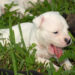 Il piccolo pitbull bianco era solo e infreddolito. Dopo la visita veterinaria, ha trovato riparo e cure in una nuova casa. Lo ha visto nel parcheggio del luogo di lavoro, piccolo, solo e senza un riparo. Attorno a quel cucciolo di pitbull bianco c’era già una decisione che nessuno sembrava disposto a mettere in discussione: se non fosse stato portato via in fretta, qualcuno lo avrebbe “fatto sparire”. A quel punto, una dipendente ha scelto di intervenire. Non aveva programmato di accogliere un altro animale e non sapeva ancora quali fossero le condizioni del cucciolo, ma lasciarlo lì non era un’opzione. Lo ha preso con sé, lo ha avvolto per proteggerlo dal freddo e lo ha portato a casa, dove ha preparato un primo rifugio semplice ma sicuro all’interno di una scatola di cartone. Il piccolo ha ricevuto subito calore, cibo e un angolo tranquillo nel quale riposare. Poco dopo è arrivato anche un primo bagno improvvisato nel lavandino, necessario per pulirlo dopo il tempo trascorso all’aperto. Il cucciolo trovato nel parcheggio e la visita dal veterinario La visita veterinaria ha confermato che si trattava di un esemplare molto giovane. Le sue condizioni raccontavano un periodo difficile trascorso senza protezione, ma non sono emersi problemi impossibili da affrontare con cure adeguate, attenzione e tempo. Il veterinario ha spiegato che il cucciolo aveva bisogno soprattutto di recuperare energie e stabilità. Dopo giorni, forse settimane, passati in condizioni precarie, il primo obiettivo era offrirgli un ambiente nel quale non dovesse più difendersi dal freddo, dalla fame o dalla paura. La donna ha quindi scelto di non accelerare nessun passaggio. In casa erano già presenti altri animali e il nuovo arrivato è stato sistemato in uno spazio separato, così da consentirgli di ambientarsi senza pressioni. Gli incontri avverranno gradualmente, rispettando i segnali di tutti gli animali coinvolti. Per il momento, la priorità resta quella di permettere al cucciolo di dormire, mangiare e iniziare a fidarsi delle persone. Un angolo tranquillo per ricominciare Nonostante ciò che ha vissuto, il piccolo pitbull ha mostrato fin dall’inizio un comportamento pacato. È curioso, osserva ciò che accade intorno a lui e cerca il contatto senza invadenza. Non appare aggressivo né particolarmente agitato. La sua dolcezza ha colpito immediatamente chi lo ha accolto. Nei momenti di riposo si rannicchia nel suo angolo e si addormenta profondamente, come se avesse finalmente compreso di non essere più in pericolo. Quel sonno tranquillo rappresenta il cambiamento più evidente rispetto alle ore trascorse nel parcheggio. Prima c’erano rumori, freddo e incertezza. Adesso ci sono una coperta, uno spazio protetto e una persona pronta a prendersi cura di lui. Il percorso non è ancora concluso. Saranno necessari controlli, pazienza e un inserimento responsabile con gli altri animali della casa. Ogni fase dovrà essere affrontata senza fretta, per evitare stress e costruire una convivenza equilibrata. Dalla minaccia di essere allontanato a una nuova possibilità La frase pronunciata sul posto di lavoro aveva lasciato poco spazio al tempo: se nessuno fosse intervenuto, il cucciolo sarebbe stato rimosso in modo definitivo. La scelta della dipendente ha cambiato in poche ore il destino dell’animale. Quella scatola di cartone preparata in casa non è una sistemazione definitiva, ma è diventata il primo luogo nel quale il piccolo ha potuto riposare senza essere esposto al pericolo. Un rifugio provvisorio, costruito con ciò che era disponibile, che per lui ha rappresentato l’inizio di una vita diversa. Non è ancora chiaro se il cucciolo fosse stato abbandonato o se si fosse smarrito. Non sono emersi elementi sufficienti per ricostruire con certezza il suo passato. Ciò che conta, per ora, è che non si trova più solo nel parcheggio. “Forse non è stato abbandonato… Forse ha solo trovato la porta giusta.”