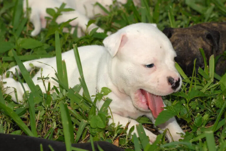 Il piccolo pitbull bianco era solo e infreddolito. Dopo la visita veterinaria, ha trovato riparo e cure in una nuova casa. Lo ha visto nel parcheggio del luogo di lavoro, piccolo, solo e senza un riparo. Attorno a quel cucciolo di pitbull bianco c’era già una decisione che nessuno sembrava disposto a mettere in discussione: se non fosse stato portato via in fretta, qualcuno lo avrebbe “fatto sparire”. A quel punto, una dipendente ha scelto di intervenire. Non aveva programmato di accogliere un altro animale e non sapeva ancora quali fossero le condizioni del cucciolo, ma lasciarlo lì non era un’opzione. Lo ha preso con sé, lo ha avvolto per proteggerlo dal freddo e lo ha portato a casa, dove ha preparato un primo rifugio semplice ma sicuro all’interno di una scatola di cartone. Il piccolo ha ricevuto subito calore, cibo e un angolo tranquillo nel quale riposare. Poco dopo è arrivato anche un primo bagno improvvisato nel lavandino, necessario per pulirlo dopo il tempo trascorso all’aperto. Il cucciolo trovato nel parcheggio e la visita dal veterinario La visita veterinaria ha confermato che si trattava di un esemplare molto giovane. Le sue condizioni raccontavano un periodo difficile trascorso senza protezione, ma non sono emersi problemi impossibili da affrontare con cure adeguate, attenzione e tempo. Il veterinario ha spiegato che il cucciolo aveva bisogno soprattutto di recuperare energie e stabilità. Dopo giorni, forse settimane, passati in condizioni precarie, il primo obiettivo era offrirgli un ambiente nel quale non dovesse più difendersi dal freddo, dalla fame o dalla paura. La donna ha quindi scelto di non accelerare nessun passaggio. In casa erano già presenti altri animali e il nuovo arrivato è stato sistemato in uno spazio separato, così da consentirgli di ambientarsi senza pressioni. Gli incontri avverranno gradualmente, rispettando i segnali di tutti gli animali coinvolti. Per il momento, la priorità resta quella di permettere al cucciolo di dormire, mangiare e iniziare a fidarsi delle persone. Un angolo tranquillo per ricominciare Nonostante ciò che ha vissuto, il piccolo pitbull ha mostrato fin dall’inizio un comportamento pacato. È curioso, osserva ciò che accade intorno a lui e cerca il contatto senza invadenza. Non appare aggressivo né particolarmente agitato. La sua dolcezza ha colpito immediatamente chi lo ha accolto. Nei momenti di riposo si rannicchia nel suo angolo e si addormenta profondamente, come se avesse finalmente compreso di non essere più in pericolo. Quel sonno tranquillo rappresenta il cambiamento più evidente rispetto alle ore trascorse nel parcheggio. Prima c’erano rumori, freddo e incertezza. Adesso ci sono una coperta, uno spazio protetto e una persona pronta a prendersi cura di lui. Il percorso non è ancora concluso. Saranno necessari controlli, pazienza e un inserimento responsabile con gli altri animali della casa. Ogni fase dovrà essere affrontata senza fretta, per evitare stress e costruire una convivenza equilibrata. Dalla minaccia di essere allontanato a una nuova possibilità La frase pronunciata sul posto di lavoro aveva lasciato poco spazio al tempo: se nessuno fosse intervenuto, il cucciolo sarebbe stato rimosso in modo definitivo. La scelta della dipendente ha cambiato in poche ore il destino dell’animale. Quella scatola di cartone preparata in casa non è una sistemazione definitiva, ma è diventata il primo luogo nel quale il piccolo ha potuto riposare senza essere esposto al pericolo. Un rifugio provvisorio, costruito con ciò che era disponibile, che per lui ha rappresentato l’inizio di una vita diversa. Non è ancora chiaro se il cucciolo fosse stato abbandonato o se si fosse smarrito. Non sono emersi elementi sufficienti per ricostruire con certezza il suo passato. Ciò che conta, per ora, è che non si trova più solo nel parcheggio. “Forse non è stato abbandonato… Forse ha solo trovato la porta giusta.”