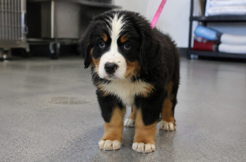 Un piccolo bovaro del Bernese resta immobile in un ambiente chiuso: il suo sguardo e la postura raccontano una condizione di evidente fragilità.