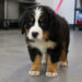 Un piccolo bovaro del Bernese resta immobile in un ambiente chiuso: il suo sguardo e la postura raccontano una condizione di evidente fragilità.