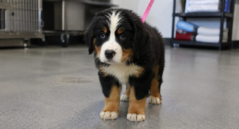 Un piccolo bovaro del Bernese resta immobile in un ambiente chiuso: il suo sguardo e la postura raccontano una condizione di evidente fragilità.