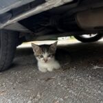 Un gattino affamato era sotto una macchina, Luca non lo ha lasciato solo