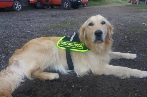 Zoe, golden retriever dei Vigili del Fuoco di Imperia, partecipò ai soccorsi dopo il crollo del Ponte Morandi. È morta per una grave malattia.