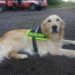 Zoe, golden retriever dei Vigili del Fuoco di Imperia, partecipò ai soccorsi dopo il crollo del Ponte Morandi. È morta per una grave malattia.