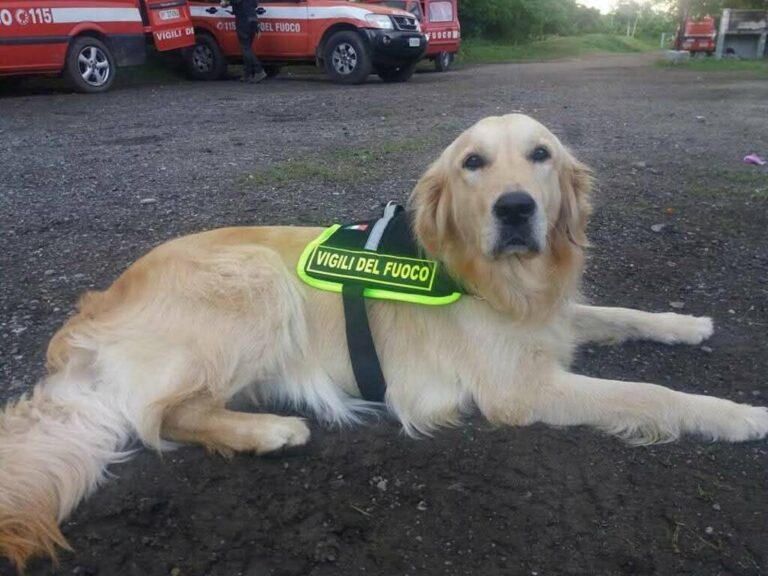 Zoe, golden retriever dei Vigili del Fuoco di Imperia, partecipò ai soccorsi dopo il crollo del Ponte Morandi. È morta per una grave malattia.
