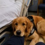 Le negano la corsa con il cane guida, poi cade sotto la pioggia