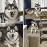Il mio compagno mi ha chiesto di scegliere tra lui e i tre cani che ho salvato