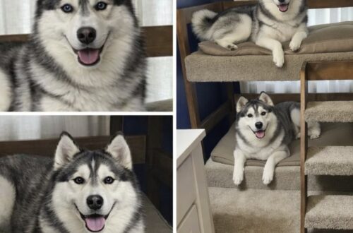 Dopo l’ultimatum del compagno, una donna racconta perché non può abbandonare gli husky che le sono rimasti accanto nei momenti peggiori.