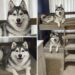 Dopo l’ultimatum del compagno, una donna racconta perché non può abbandonare gli husky che le sono rimasti accanto nei momenti peggiori.