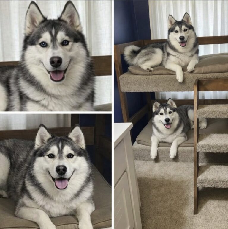 Dopo l’ultimatum del compagno, una donna racconta perché non può abbandonare gli husky che le sono rimasti accanto nei momenti peggiori.