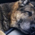Cane anziano adottato si addormenta in auto un’ora dopo aver trovato casa