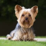 Dopo la morte del figlio, un piccolo Yorkshire riporta compagnia nella loro casa