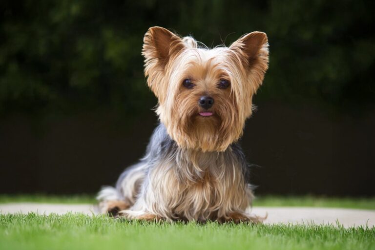 La donna si era chiusa nel dolore dopo il suicidio del figlio. L’arrivo del cane ha accompagnato lentamente il ritorno alla quotidianità.