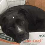 Captain dorme nelle scatole di cartone: il cane salvato dalle strade di Detroit