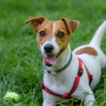 Sydney, Jack Russell scompare da un grattacielo: ritrovato sul cornicione al tredicesimo piano