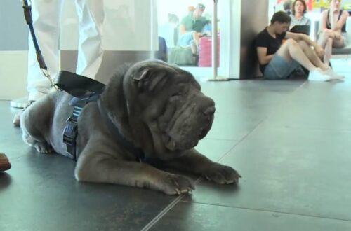 Geppino, lo Shar Pei di 29 chili che vola in cabina da Palermo a Milano