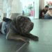 Geppino, lo Shar Pei di 29 chili che vola in cabina da Palermo a Milano