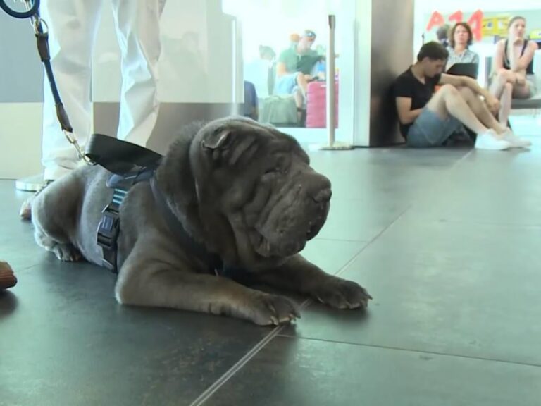 Geppino, lo Shar Pei di 29 chili che vola in cabina da Palermo a Milano