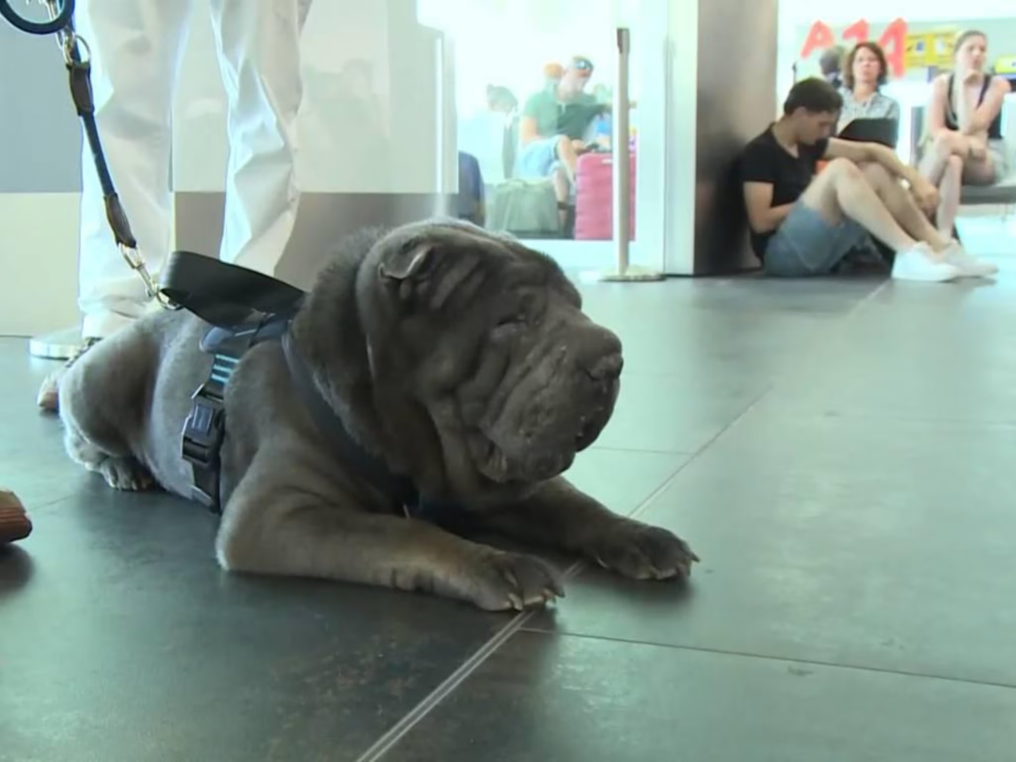 Geppino, lo Shar Pei di 29 chili che vola in cabina da Palermo a Milano