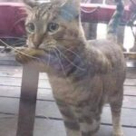 Gatta porta ogni giorno una foglia al pescivendolo e riceve in cambio un pesce