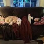 Labrador anziana abbandonata in una casa vuota: una famiglia la salva e la adotta