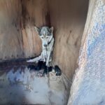 Cane salvato dopo mesi di trascuratezza: ora inizia il percorso di recupero