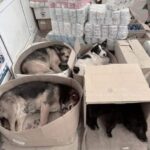 Negozio prepara ogni sera scatole di cartone per offrire riparo agli animali randagi