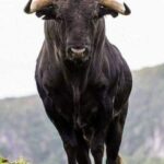 Corrida, il racconto di chi conobbe da vicino i tori: “L’unico innocente era lui”