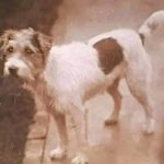 Gunner, il cane che riconosceva gli aerei tedeschi prima dell’allarme