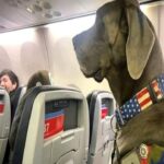 Maverick conquista l’aereo: segue le istruzioni di sicurezza e fa sorridere l’equipaggio