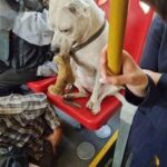 Cane viaggia sul bus con un orsacchiotto, un passeggero gli lascia il proprio posto